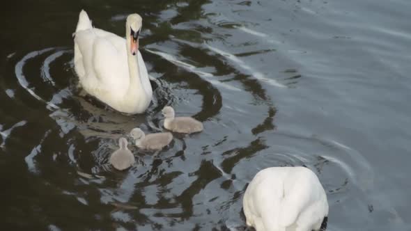 Family of swans with cygnets on the river