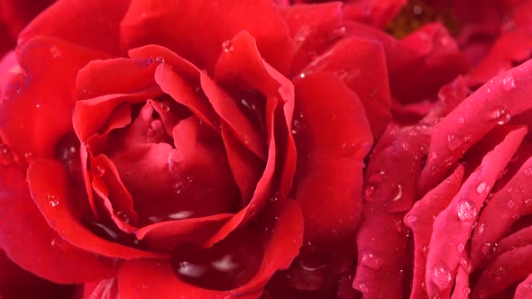 Falling drops of water on the buds of red roses.