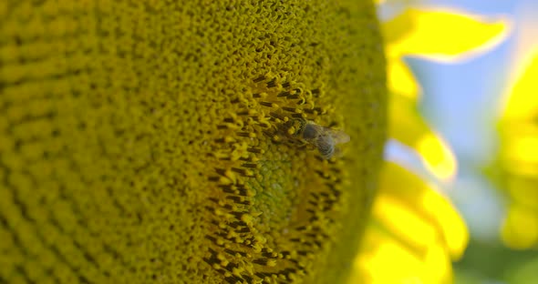 Nectar In The Sunflower