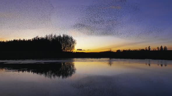 Starling murmuration at dusk with clear evening sky and reflection in the water in the foreground, a