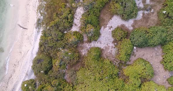 Aerial footage of birds on isolated island in Tonga. Top down perspective of birds flying close. Shr