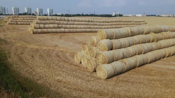 Harvested Grain Field. The Straw Is Collected In A Roll And Stacked In A Pyramid In Stacks.