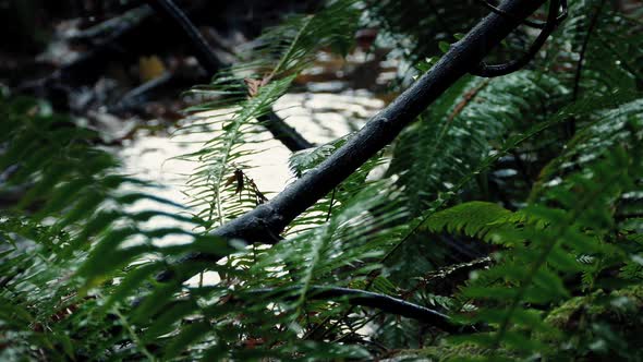 Heavy Rainfall On Ferns In The Forest