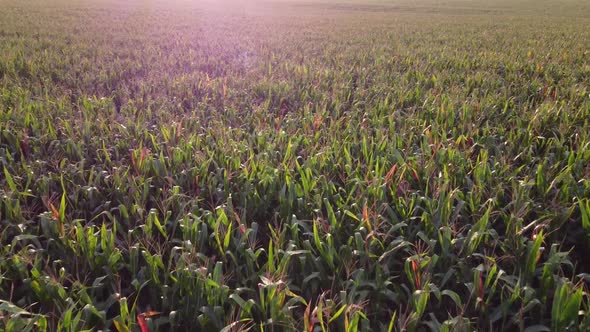 Corn Field Flight Over the Tips of Corn Stalks Excellent Growth Good Corn Harvest