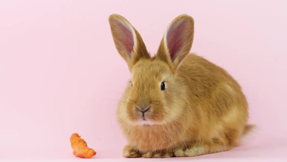 Little Red Fluffy Cute Rabbit with Big Ears Sits Near a Ripe Orange Carrot on a Pastel Beige