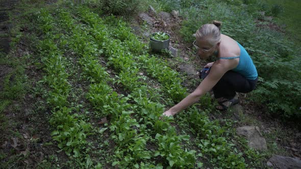 Mature, beautiful woman picking fresh, home grown arugula in a garden. The ultimate farm to table. S