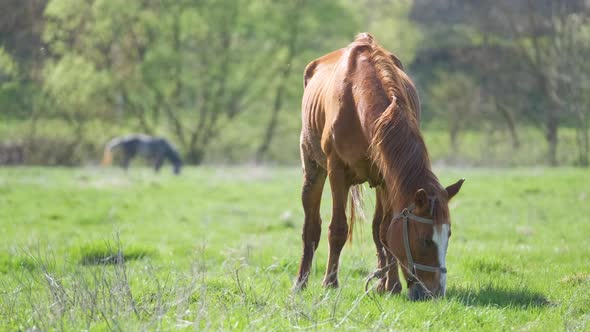 Thin Chestnut Horse Eating Grass While Grazing on Farm Grassland Pasture