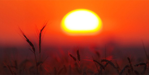 Ears Of Wheat