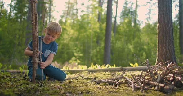 Boy in the Forest Collects Firewood. Collecting Dry Firewoods in Summer Forest at Camping. Brushwood