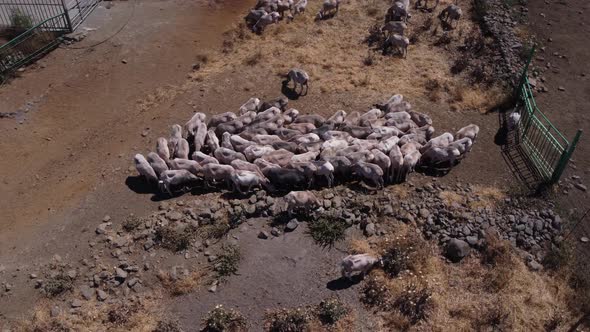 Aerial view over a flock of sheep on a farm. Aerial shot of flock of sheep grazing in the farm. Gran