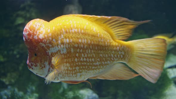 Amphilophus Citrinellus Swims Beautifully in a Large Aquarium.