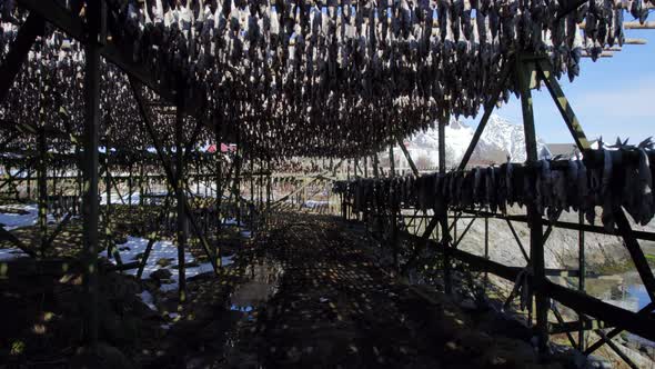 Cod Stockfish drying on wooden racks in Henningsvaer Norways oldest fishing village, Forwarding shot