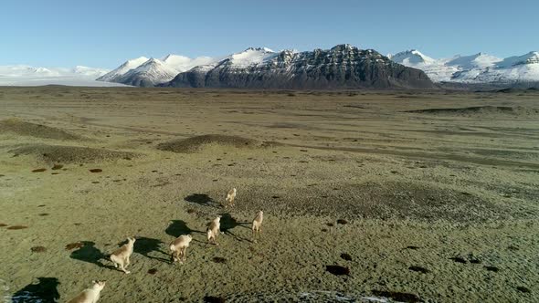 Icelandic Reindeers Running By the Mossy Hills in Iceland