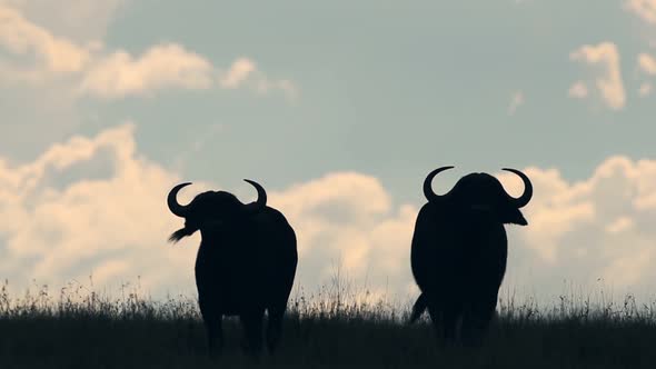 Silhouette Of Two Wild Buffalo's Standing On The Grass Field In Kenya, Africa - Wide Shot