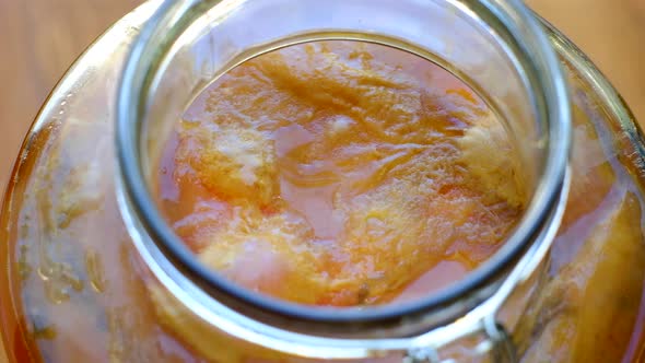 SCOBY spinning in brewed and fermented kombucha, probiotic drink