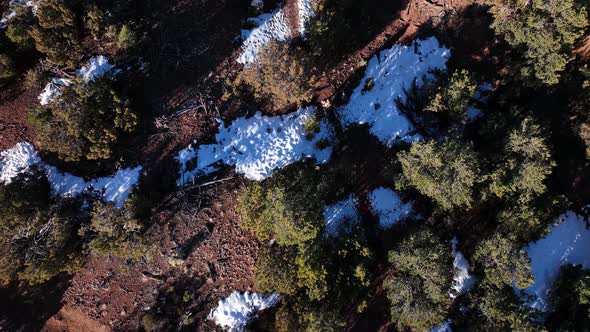 Desert Forest With Hikers