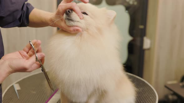 Happy cute white Pomeranian Dog getting groomed at salon. Professional cares for a dog
