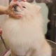 Happy cute white Pomeranian Dog getting groomed at salon. Professional cares for a dog - VideoHive Item for Sale