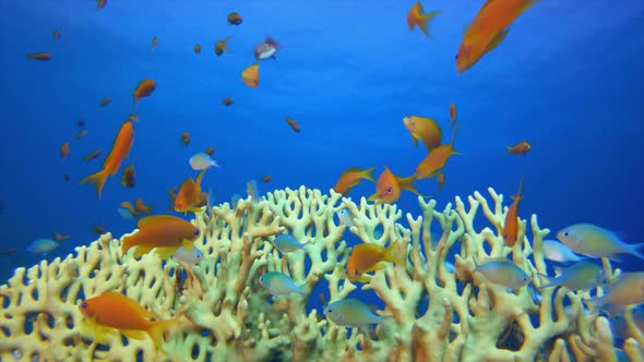 Fire Corals and Blue-Green Fish