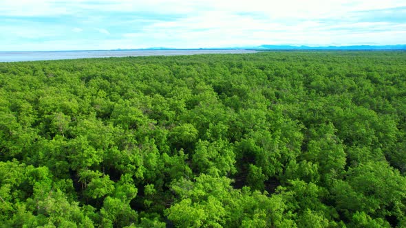 Aerial view from a drone over a green forest in a mangrove forest