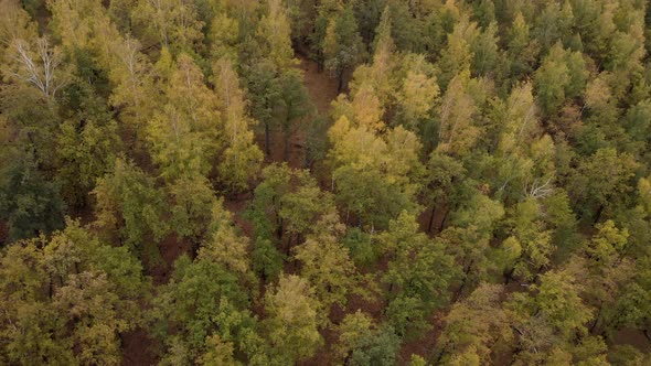 Planting In The Autumn Forest