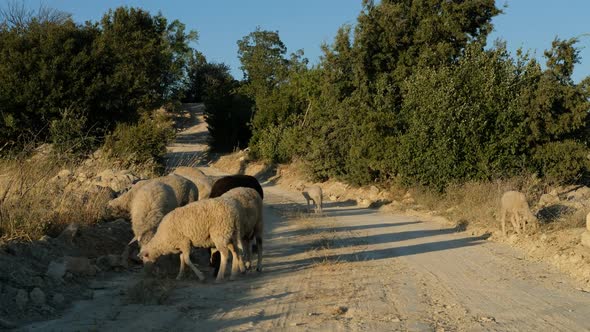 Sheep Grazing Field