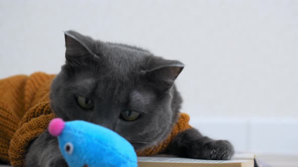 A Beautiful Gray Cat is Dressed in a Knitted Cardigan and Lying on a Mat with a Book