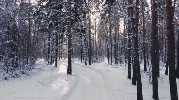 The drone flies through the morning frozen winter forest.