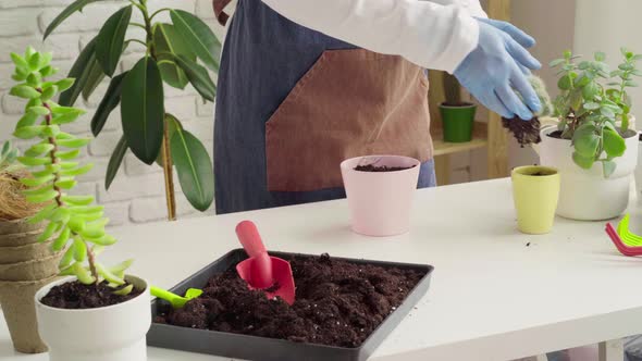 Woman in Gloves and Apron Potting House Plant Close Up