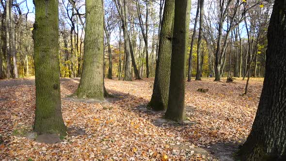 Oaks and fallen leaves in the autumn park.