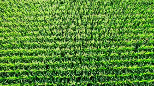 Countryside Landscape With Growing Corn Field Morning Sunrise