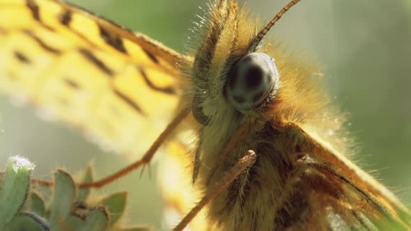 Araschnia Levana Butterfly