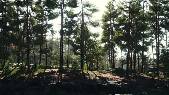 Nordic Pine Forest in Evening Light