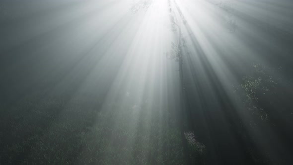 Misty Spring Morning in Pine Tree Forest alt