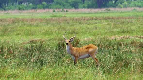 Adult Male Lechwe Standing In The Grassland Of Moremi Game Reserve In Botswana. - wide shot