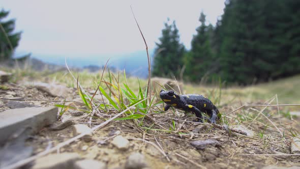 Salamander in the Wild