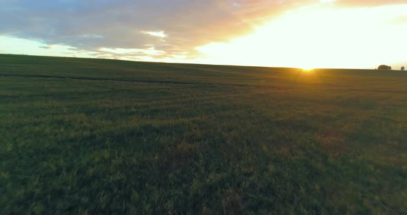 Flight Above Rural Summer Landscape with Endless Yellow Field at Sunny Summer Evening