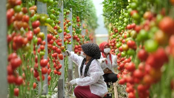 Young Farmers