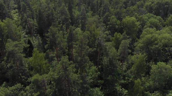 Camera Flies Over the Forest and the Frame Rises From the Forest on the Horizon