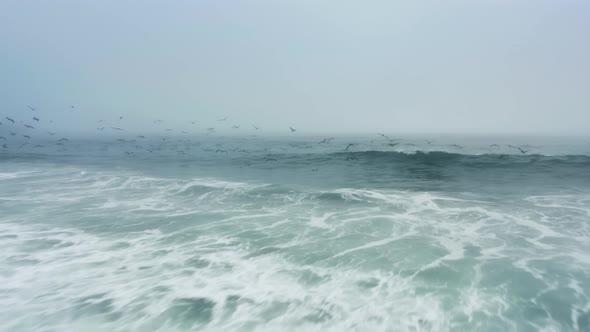 Epic Drone Flight Behind Between Wild Pelicans and Seagulls Above Ocean Waves