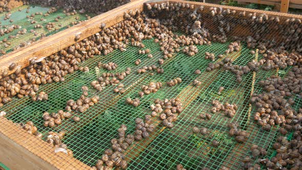 A Large Number of Snails on a Snail Farm Are Washed with Water Before Selling or Cooking a Delicacy