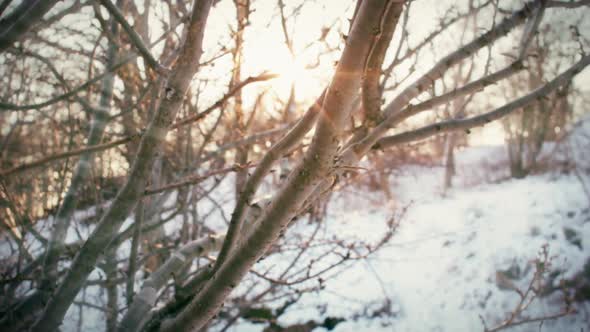 Sunlight shining through the branches of a tree in a park meadow on a snowy winter day.