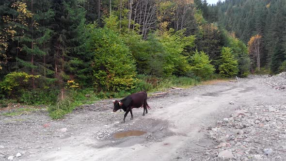 Drone Shot of Cow Walking on Road in Forest in Dzembronia