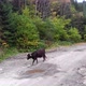 Drone Shot of Cow Walking on Road in Forest in Dzembronia - VideoHive Item for Sale