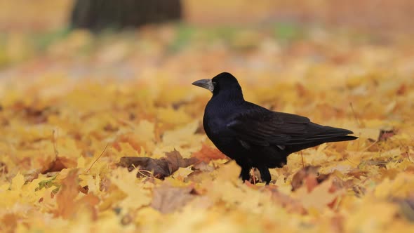 Rook in Autumn Leaves