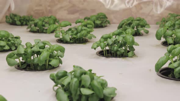 Growing basill and herbs in hydroponic system, seed pods made of rock wool. Vegan and healthy