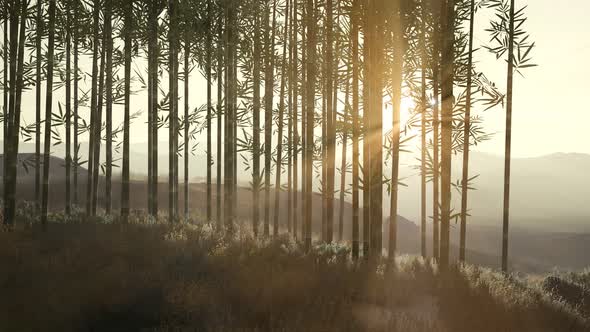 Green Bamboo Forest in Hills alt