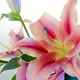 Pink and white lily rotating - VideoHive Item for Sale