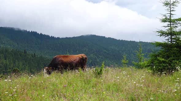 Cow On A Mountains Pasture 6