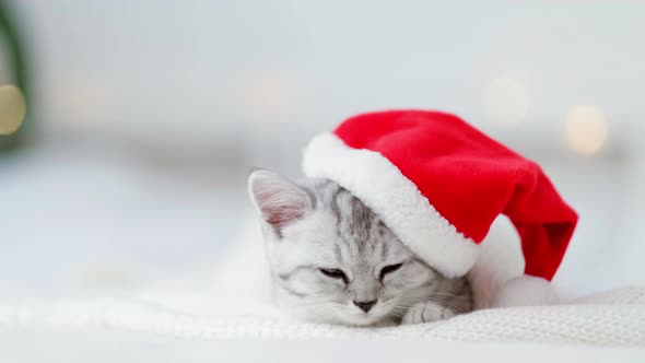 Portrait Christmas Cat Little Curious Funny Striped Scottish Fold Kitten in Christmas Red Santa Hat
